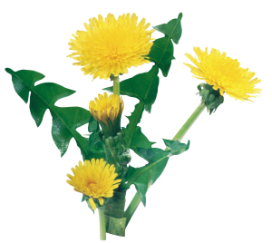 Dandelion PNG-12863